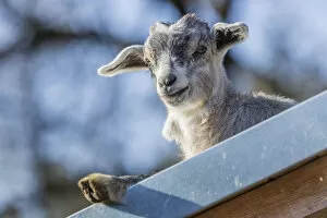 Images Dated 30th March 2014: Domestic Goat -Capra hircus aegagrus-, juvenile, Tyrol, Austria