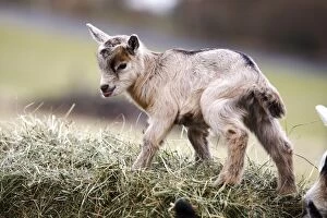 Domestic goat -Capra hircus, Capra aegagrus hircus-, kid climbing up a hay bale - IMPORTANT Non-exclusive usage