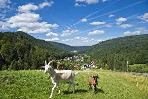 Domestic goats -Capra aegagrus hircus-, Oberes Gaistal valley, Schwarzwald, Bad Herrenalb, Baden-Wurttemberg, Germany