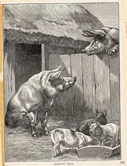 Piglet Prints: Domestic Hogs W/Piglets In Barnyard