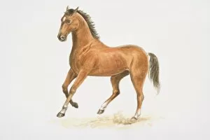Perissodactyla Gallery: Domestic Horse (equus caballus), cantering, side view