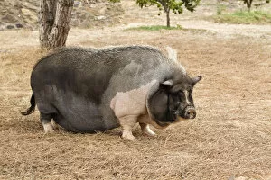 Livestock Gallery: Domestic pig, pot-bellied pig -Sus scrofa domestica-, Portugal, Europe