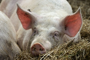 Images Dated 15th July 2012: Domestic pig -Sus scrofa domestica-, stabling with free-range area and straw bedding