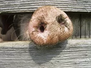 Captivity Collection: Domestic pig (Sus scrofa domestica) sticking its nose through a wooden fence
