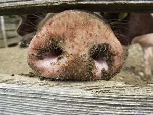 Even Toed Prints: Domestic pig (Sus scrofa domestica) sticking its nose through a wooden fence