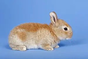 Bunny Prints: Domestic Rabbit -Oryctolagus cuniculus forma domestica-
