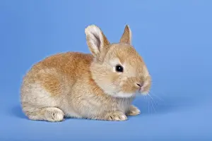 Domestic Rabbit -Oryctolagus cuniculus forma domestica-