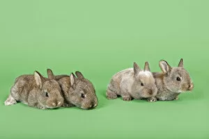 Four Domestic Rabbits -Oryctolagus cuniculus forma domestica-