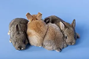 Bunny Prints: Four Domestic Rabbits -Oryctolagus cuniculus forma domestica-