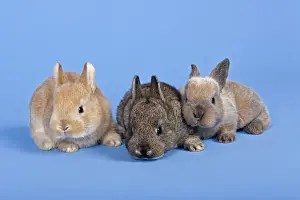 Bunny Prints: Three Domestic Rabbits -Oryctolagus cuniculus forma domestica-
