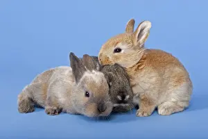 Bunny Prints: Three Domestic Rabbits -Oryctolagus cuniculus forma domestica-
