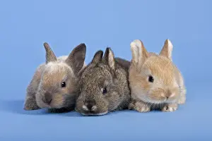 Bunny Prints: Three Domestic Rabbits -Oryctolagus cuniculus forma domestica-