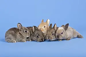 Bunny Prints: Three Domestic Rabbits -Oryctolagus cuniculus forma domestica-