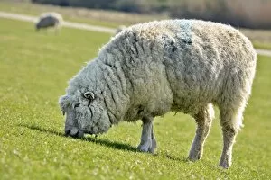 Images Dated 3rd April 2009: Domestic sheep -Ovis orientalis aries- grazing on an embankment on the Elbe River