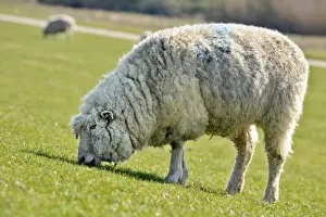 Coast Protection Prints: Domestic sheep -Ovis orientalis aries- grazing on an embankment on the Elbe River
