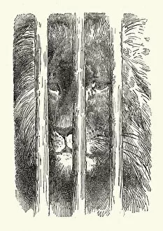 Images Dated 15th June 2016: Don Quixote - The Caged Lion