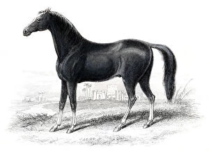 Racehorse Gallery: Dongola race horse 1841