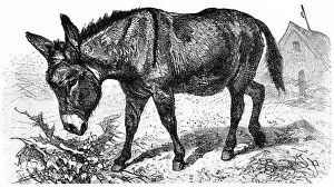 Images Dated 26th April 2016: Donkey or Ass (Equus Africanus Asinus)