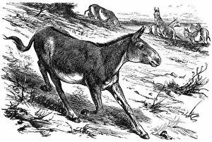 Images Dated 26th April 2016: Donkey or Ass (equus hemionus)