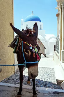 Village Gallery: Donkey in front of blue domed church, Santorini