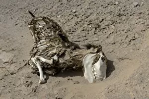 Images Dated 27th July 2013: Donkey carcass -Equus asinus asinus- in a desert, Bolivia