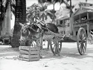 Crate Prints: Donkey with Cart Eating
