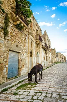 Images Dated 20th August 2015: Donkey in Craco - The ghost town
