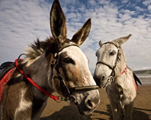 Scarborough on the Yorkshire Coast Collection: Donkey talk