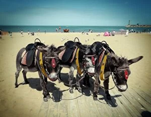 Magical Margate Collection: Donkeys