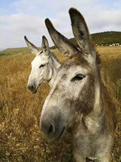 Images Dated 24th June 2007: Two donkeys in field