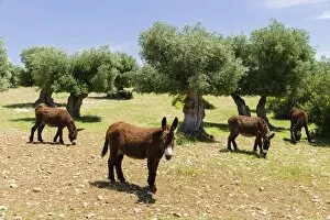 Images Dated 28th May 2014: Donkeys of the Martina Franca breed, Martina Franca, Valle dItria, Apulia, Italy