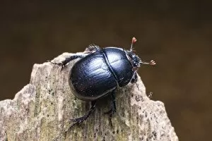 Coleoptera Gallery: Dor beetle (Anoplotrupes stercorosus, Geotrupes amoethysticus, Geotrupes erythropterus)