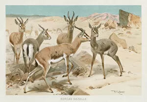 Images Dated 26th October 2018: Dorcas Gazelle chromolithograph 1896