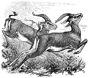 Gazelle Prints: Dorcas Gazelle or Gazella dorcas or Ariel Gazelle