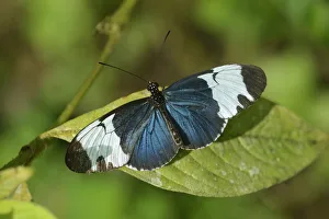 Images Dated 25th May 2012: Doris Longwing or The Doris -Laparus doris-, tropical butterfly, on a leaf, La Fortuna