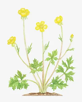 Buttercup Prints: Dorling Kindersley Collection