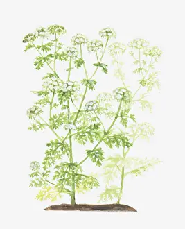 Umbelliferae Prints: Dorling Kindersley Collection
