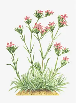 Caryophyllaceae Prints: Dorling Kindersley Collection