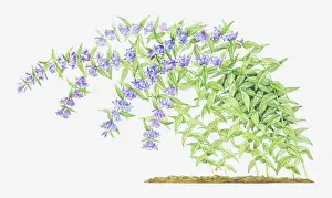 Gentian Prints: Dorling Kindersley Collection