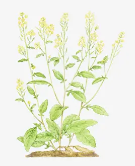 Cruciferae Prints: Dorling Kindersley Collection