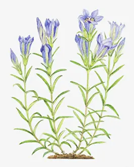 Gentian Prints: Dorling Kindersley Collection