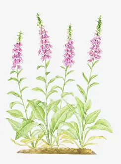 Foxglove Prints: Dorling Kindersley Collection