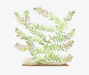 Branched Prints: Dorling Kindersley Collection