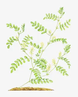 Leguminosae Prints: Dorling Kindersley Collection