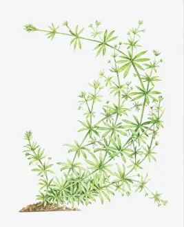 Curved Prints: Dorling Kindersley Collection