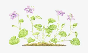 Viola Prints: Dorling Kindersley Collection