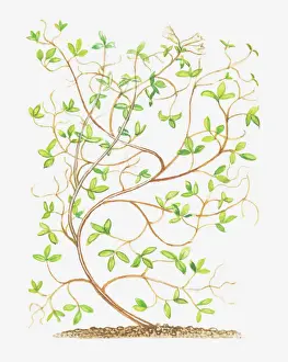 Corydalis Prints: Dorling Kindersley Collection