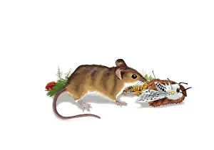 Dorling Kindersley Prints, 1012985026