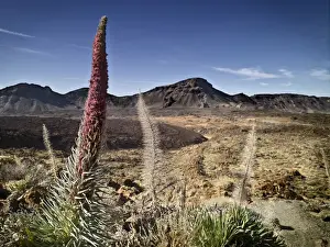 Dormant Volcano Prints: Dormant volcano