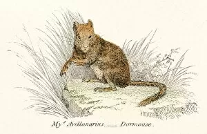 Images Dated 3rd April 2017: Dormouse engraving 1803